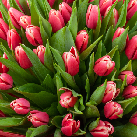 Букет 51 тюльпан Алый закат