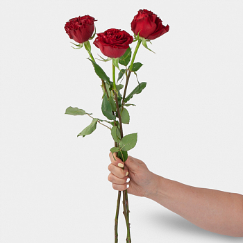 Роза Хартс 60 см (3 шт.)