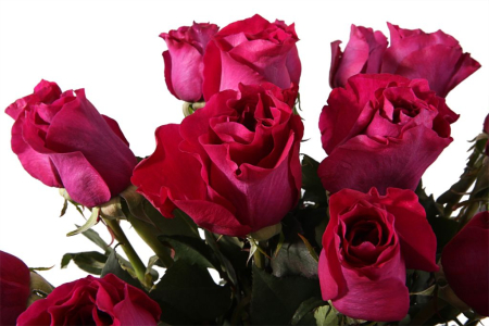 Букет 25 роз Мами Блю