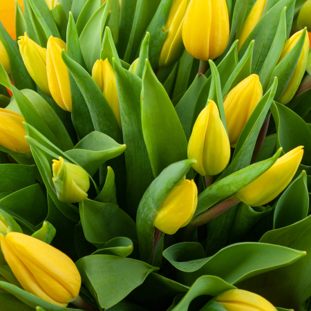 Букет 101 тюльпан Весенние лучи