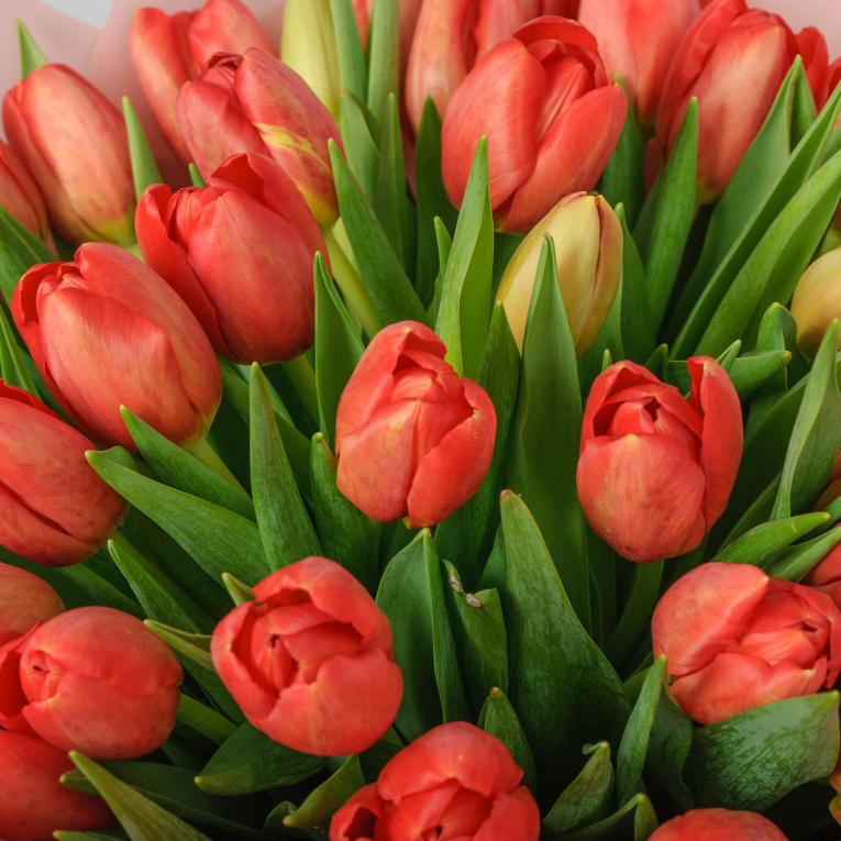 Букет 51 красных тюльпанов 