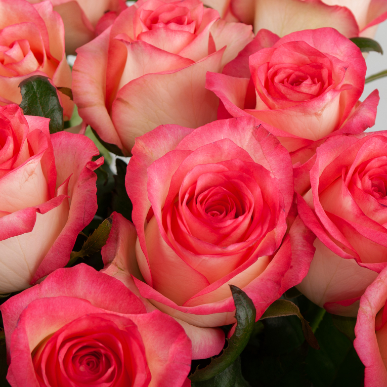 Букет из 25 роз Розовая лагуна