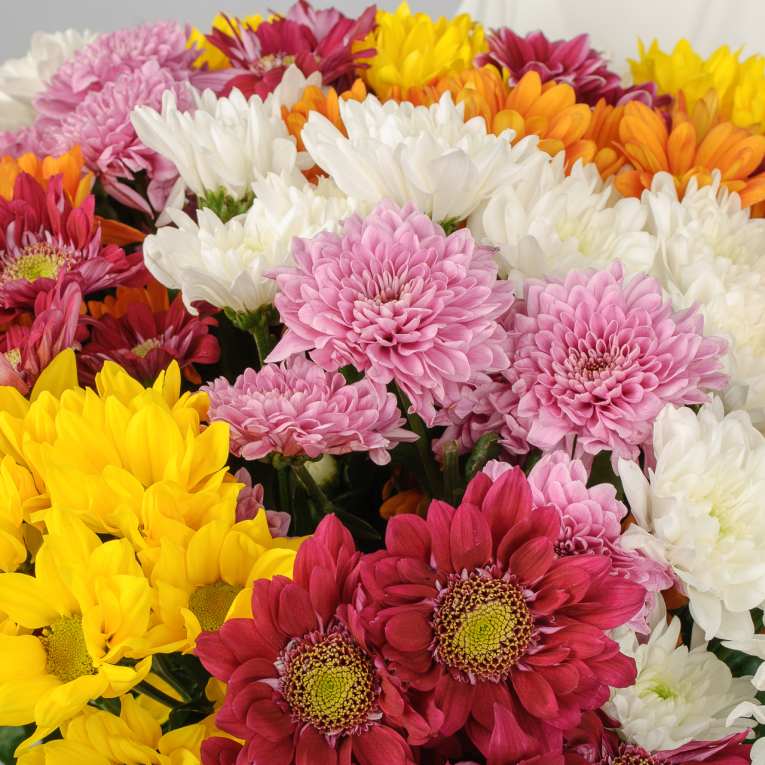 Букет 19 кустовых хризантем микс