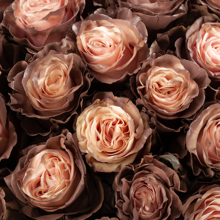 Букет 101 роза Кофе со сливками