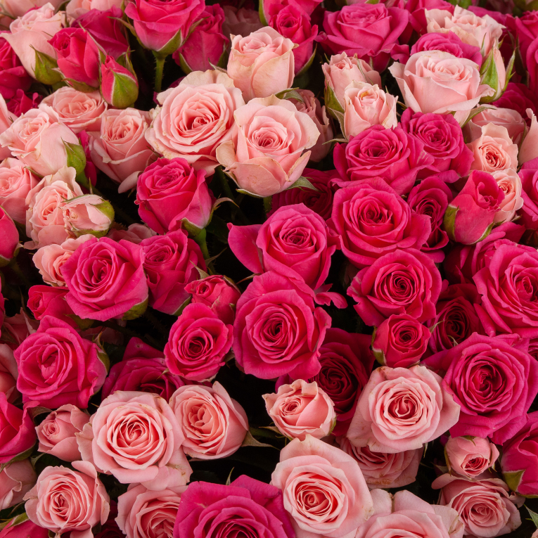 Букет из 101 розы Розовая Венера