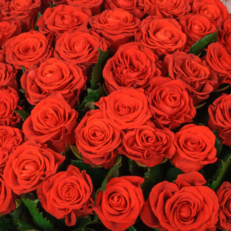 Букет из 75 розы Эль Торо