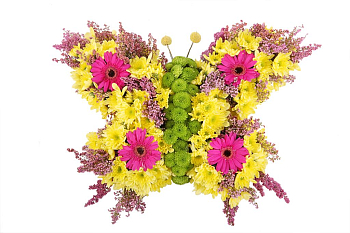 Бабочка Лимонница Бабочка Лимонница