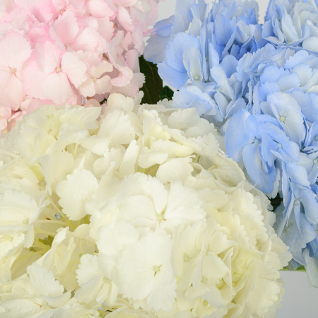 Букет 3 гортензии Цветочные облака