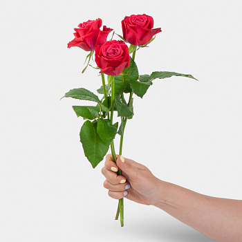 Роза Шангри Ла 40 см (3 шт.)