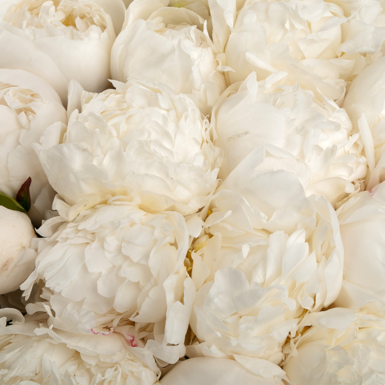 Букет 51 пион Жемчужная россыпь
