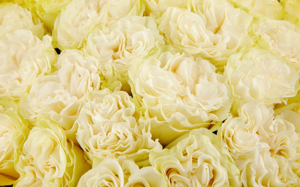 Букет 25 роз Мондиаль Розаприма