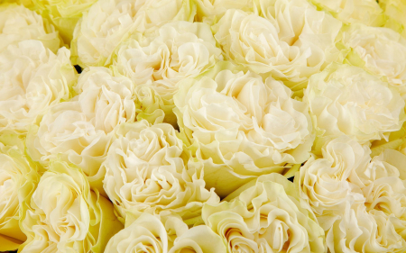 Букет 25 роз Мондиаль Розаприма