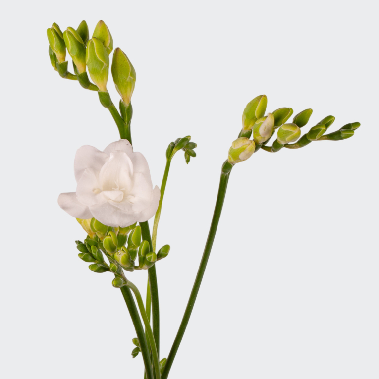 Фрезия белая (3 шт.)