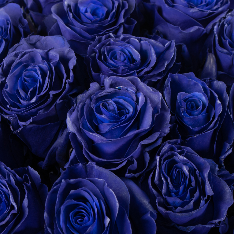 Букет 51 роза Синее озеро