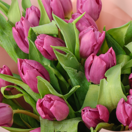 Букет 21 фиолетовый тюльпан