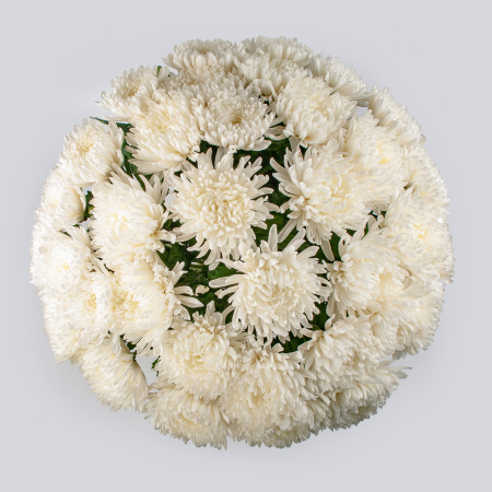 Букет из 35 белых хризантем Сингл + Десерт в ПОДАРОК!