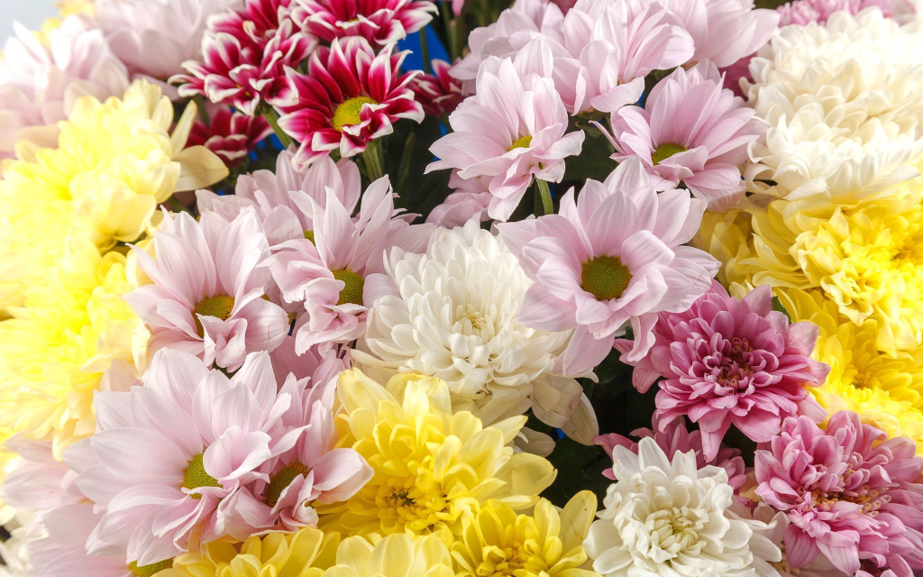 Букет из хризантем Звездное небо (макси)