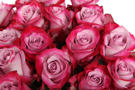 Букет 31 роза Дип Перпл