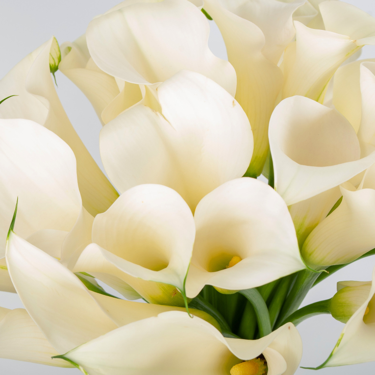 Букет из калл Белоснежка (макси)