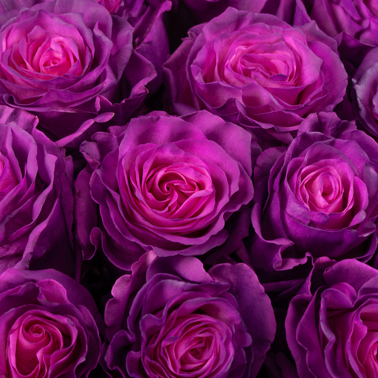 Букет 51 роза Лунный рассвет