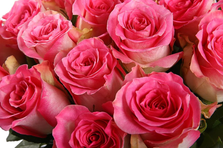 Букет 25 роз Малибу