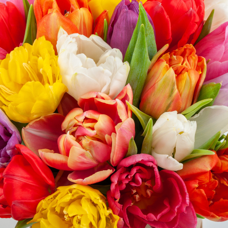 Букет в коробке Цветная акварель (25 тюльпанов)