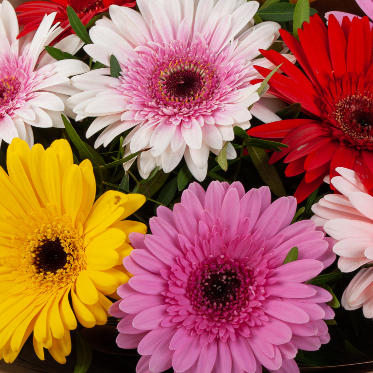 Букет из 9 гербер Цветные звезды