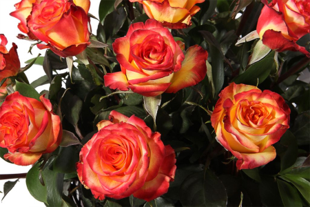 Букет 35 роз Хай Мэджик в корзине