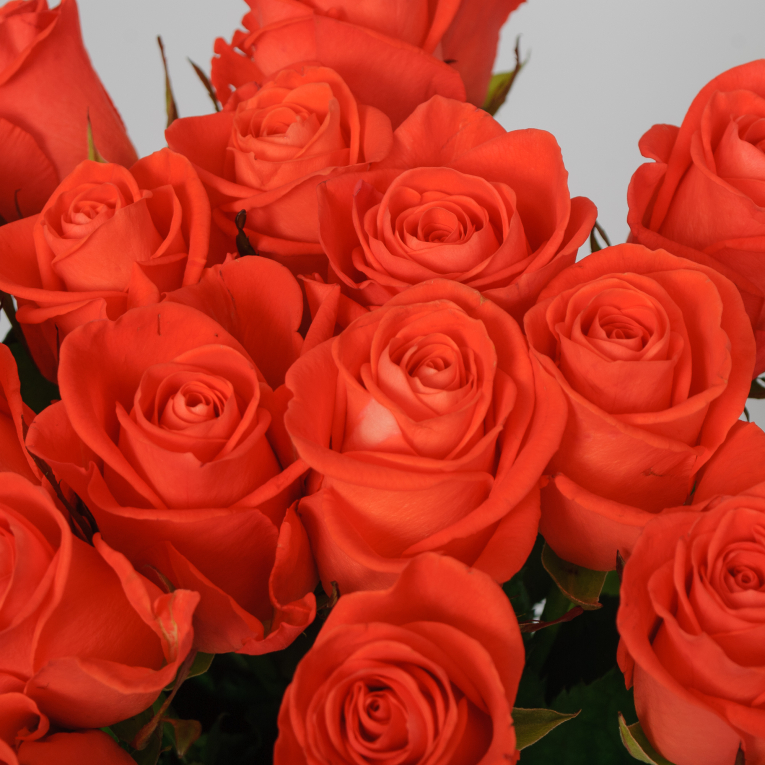 Букет 19 роз Вау