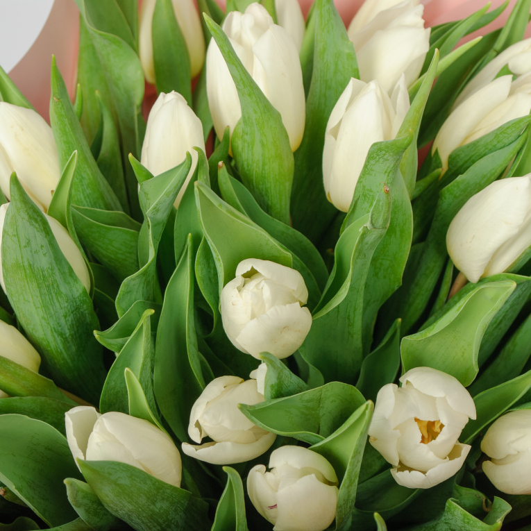 Букет 35 белых тюльпанов