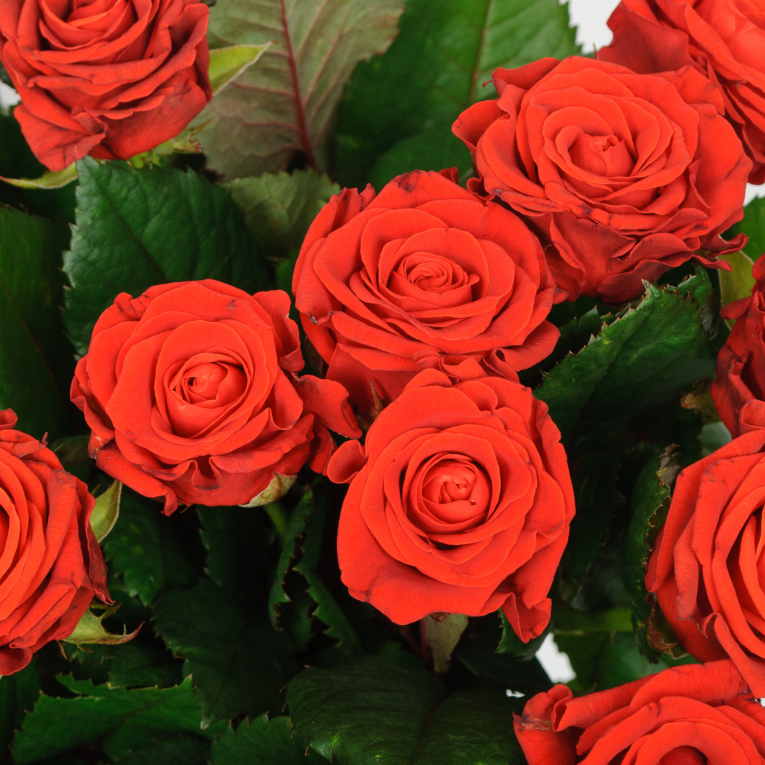 Букет из 25 розы Эль Торо