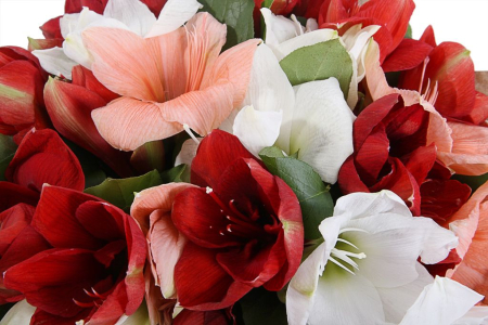 Букет с гиппеаструмами Один за всех