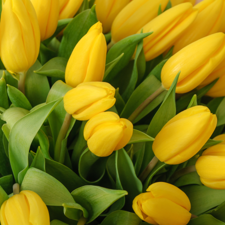 Букет 75 желтых тюльпанов