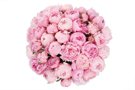 Букет из пионов 31 комплимент