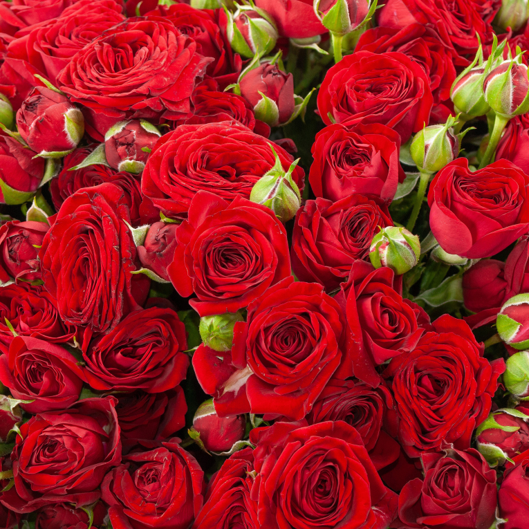 Букет из 35 кустовых роз Пламенное сердце