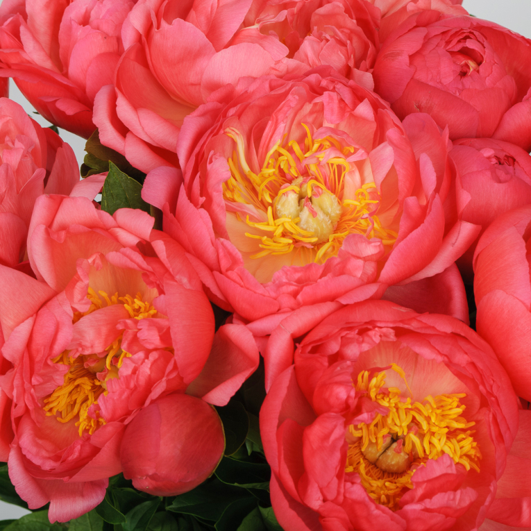 Букет 15 пионов В порыве чувств