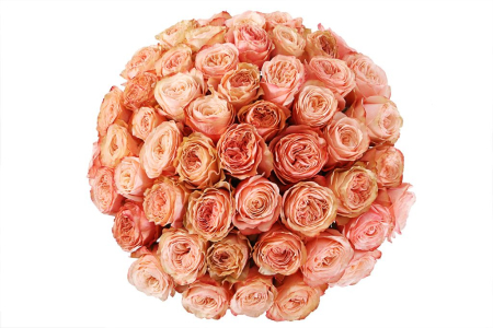 Букет 51 пионовидная роза Кахала