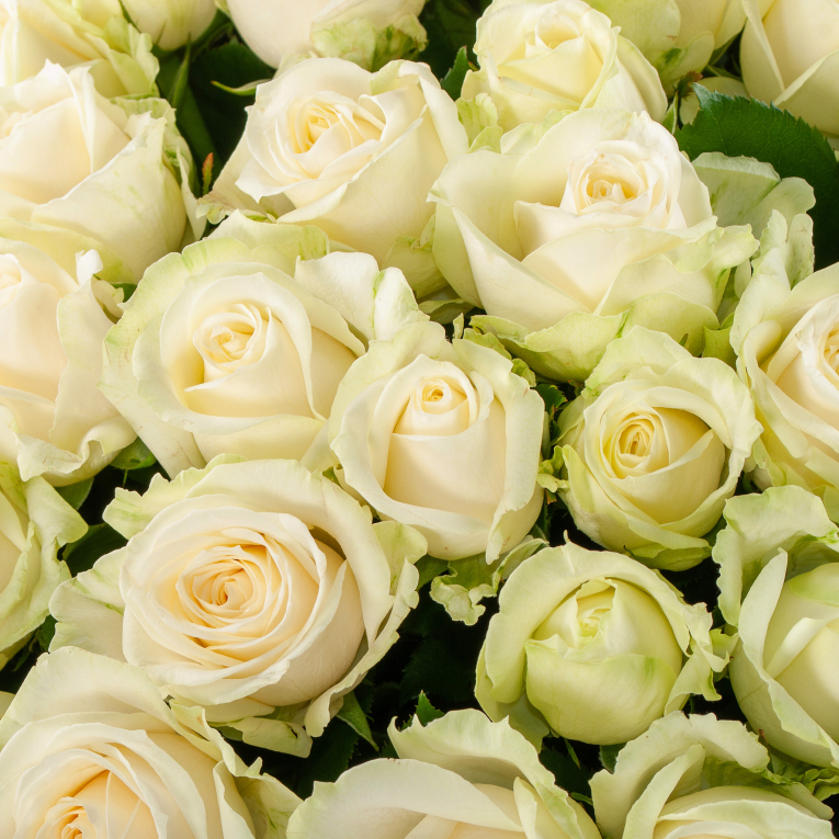 Букет 101 роза Аваланш 60/70 см + Десерт в ПОДАРОК!