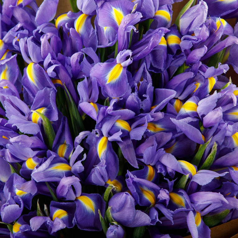 Букет Синий венок + Десерт в ПОДАРОК!