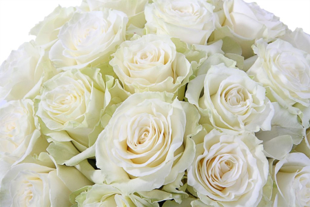 Букет 25 роз Мондиаль в шляпной коробке