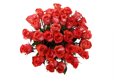 Букет 35 роз Игуана, коралловые