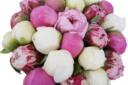 Букет из пионов Браво в шляпной коробке