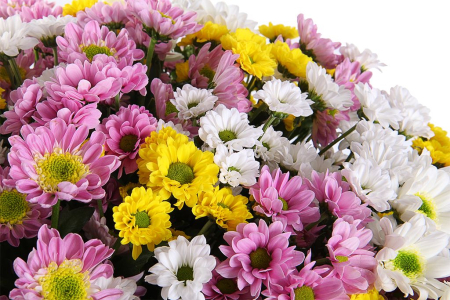 Букет 51 хризантема Сантини