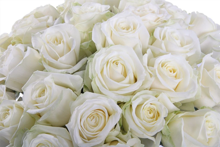 Букет 31 роза Аваланш 60/70 см