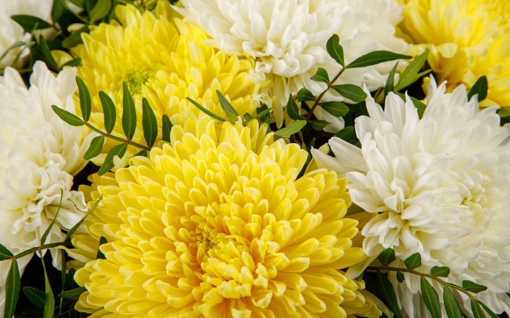 Букет Утренняя прохлада (9 хризантем микс)