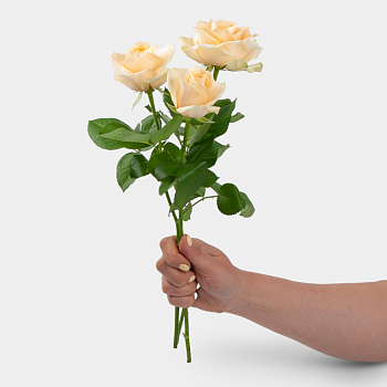 Роза Пич Аваланш 40 см (3 шт.)