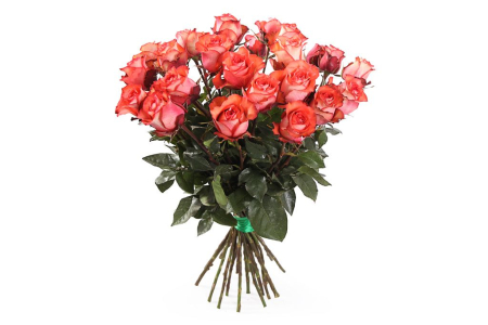 Букет 25 роз Игуана, коралловые