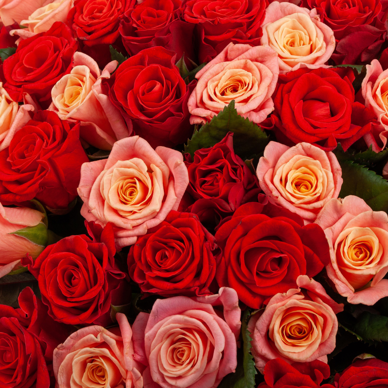 Букет из 151 розы Румянец зари