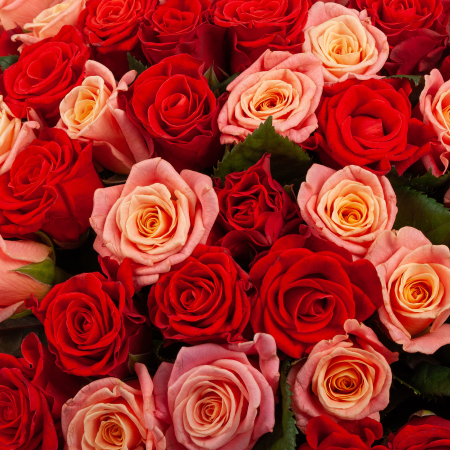 Букет из 151 розы Румянец зари