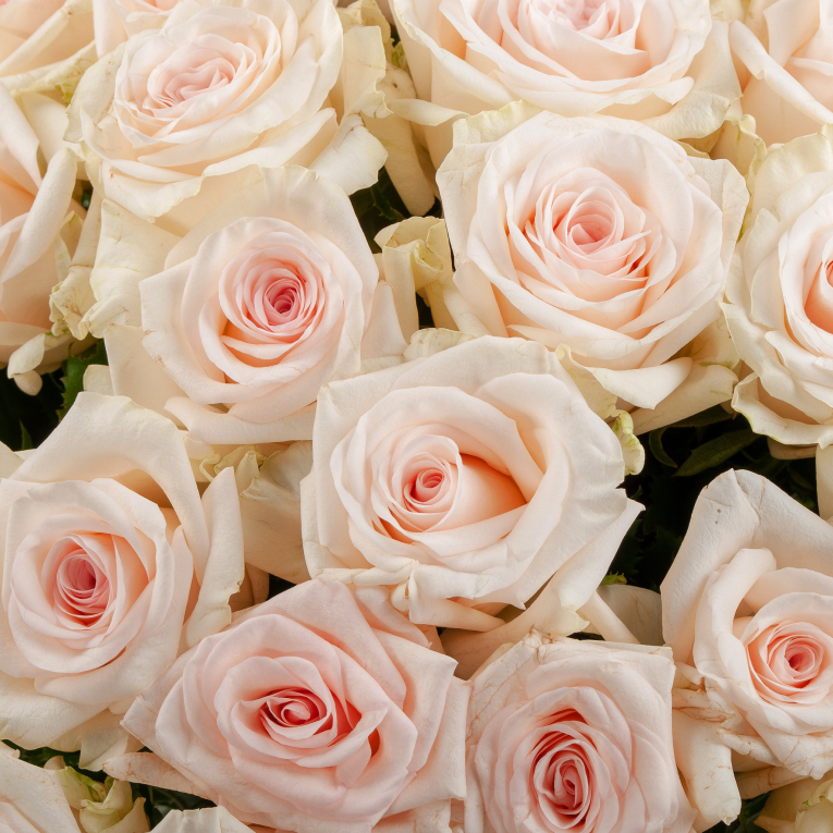 Букет из 51 розы Небесные чувства